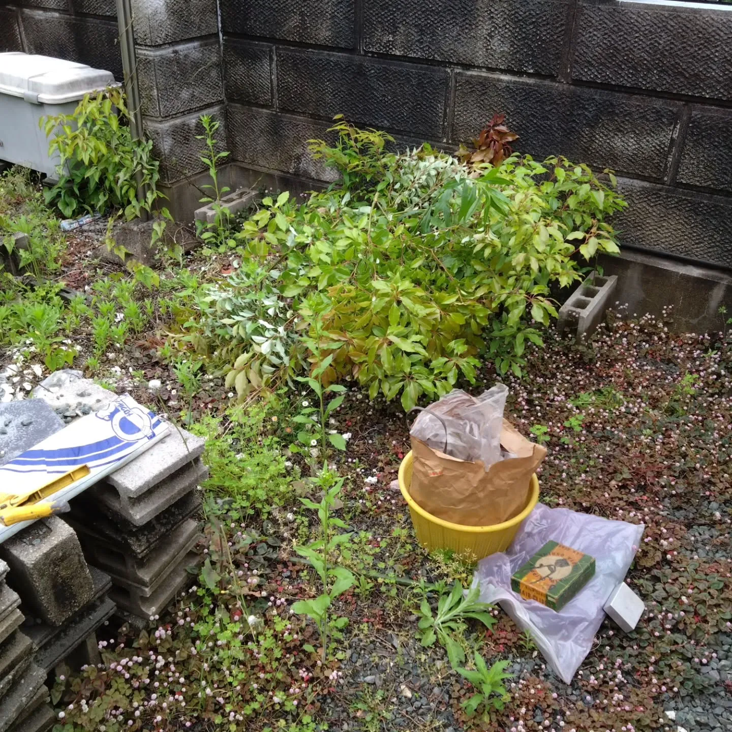 自宅の敷地内に、祖父母が使ってた空き家があって、そこを剪定し...