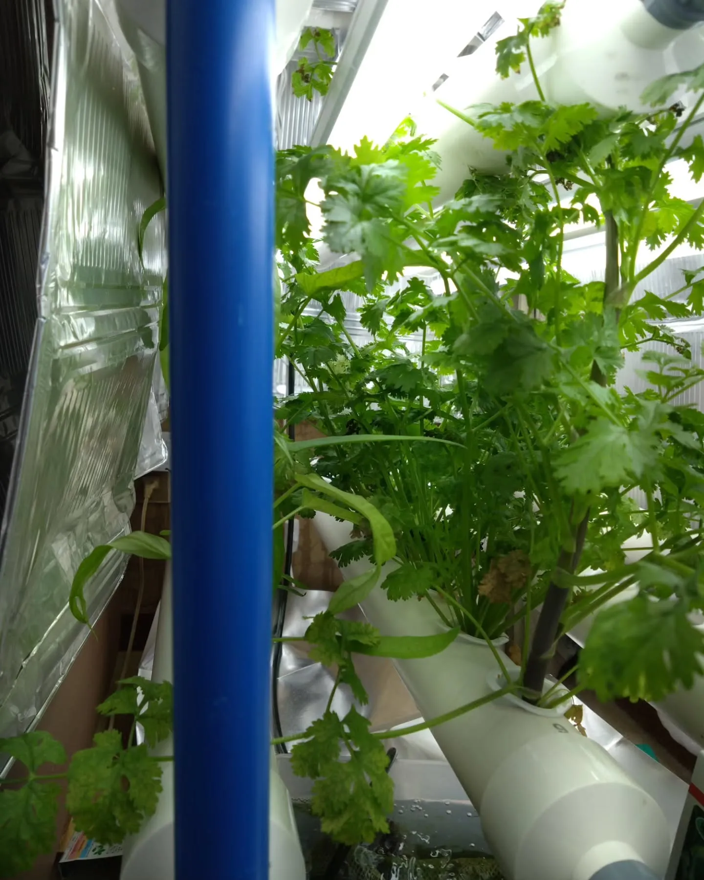 育てたパクチーを実食