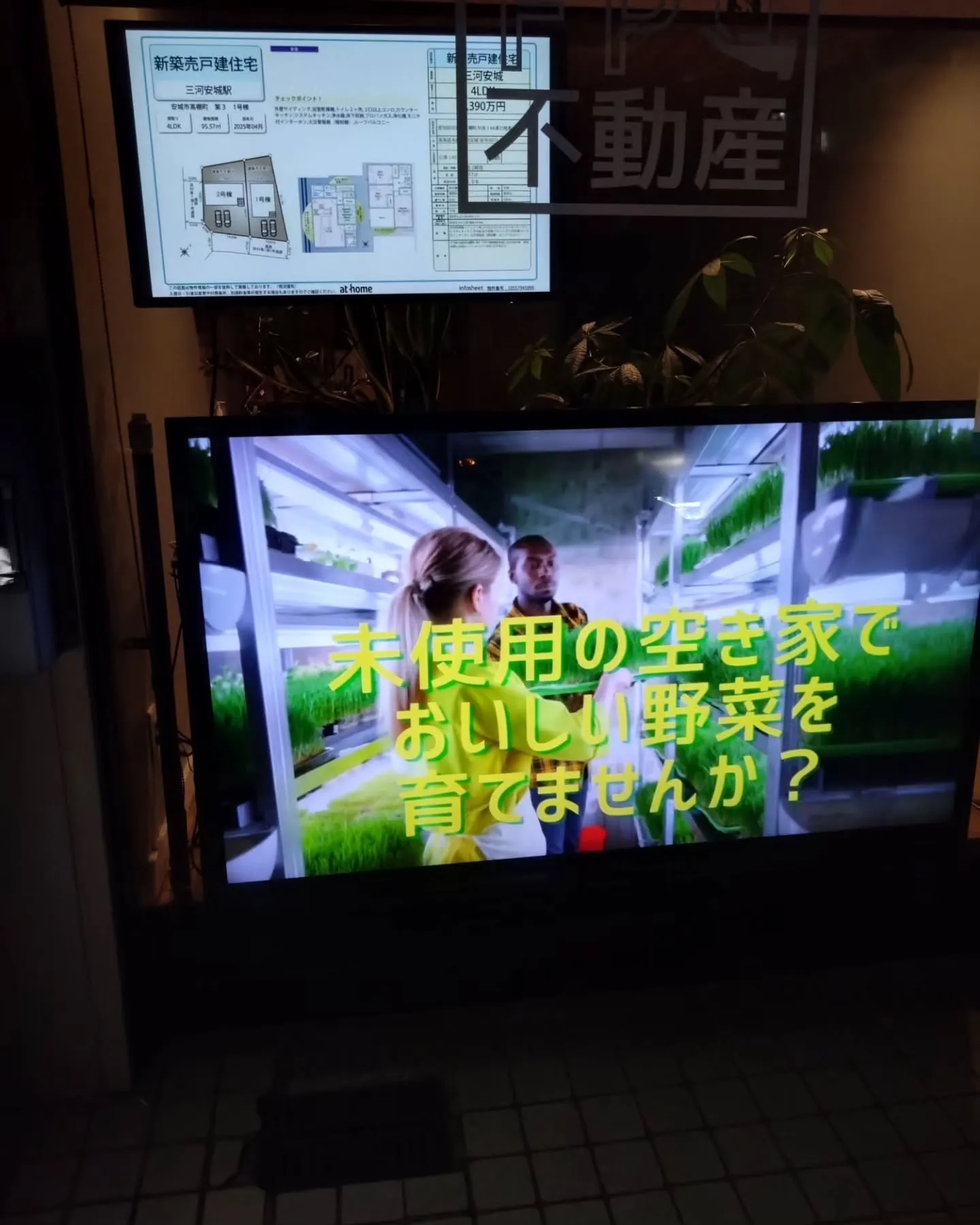 育てたパクチーを実食