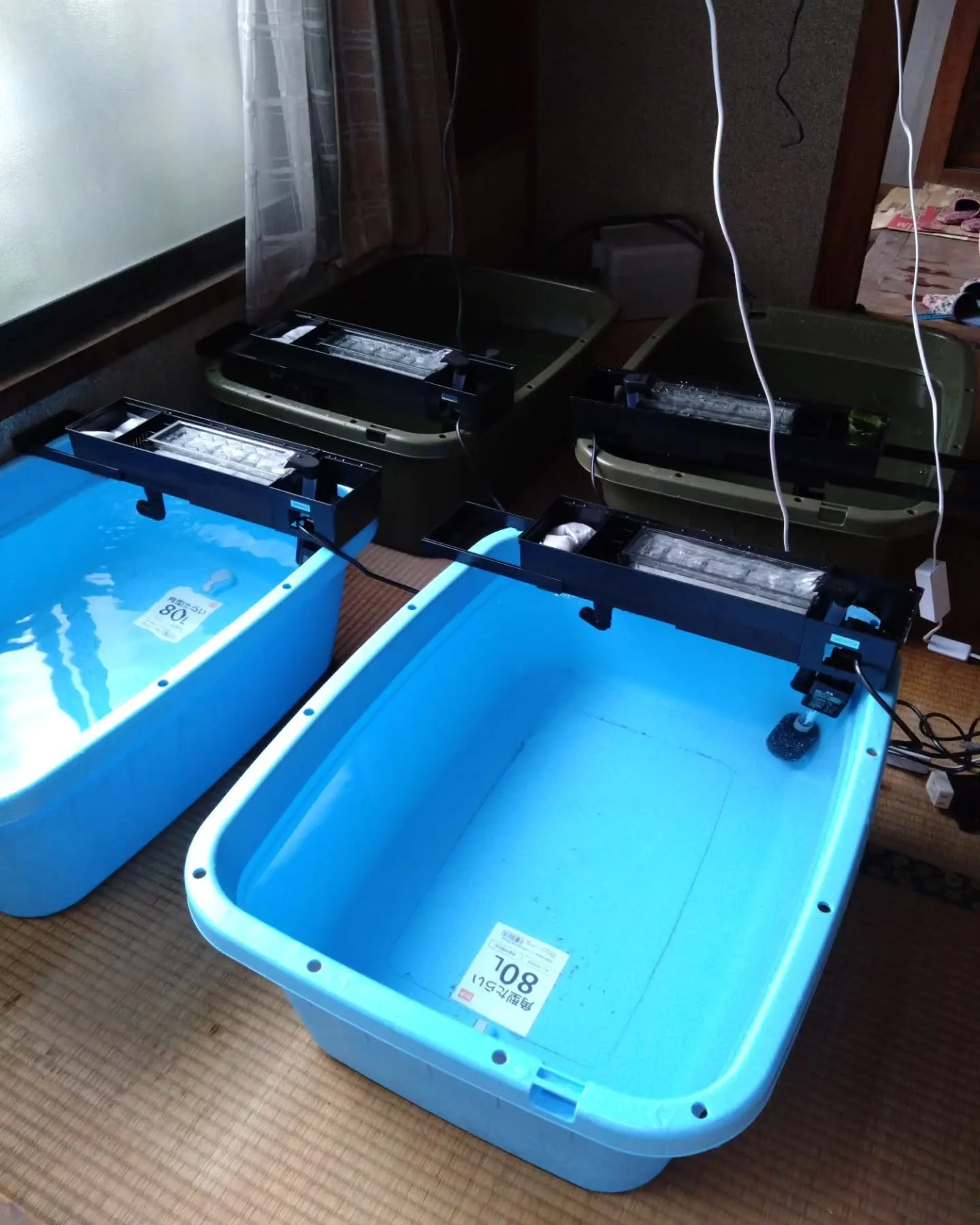 育てたパクチーを実食