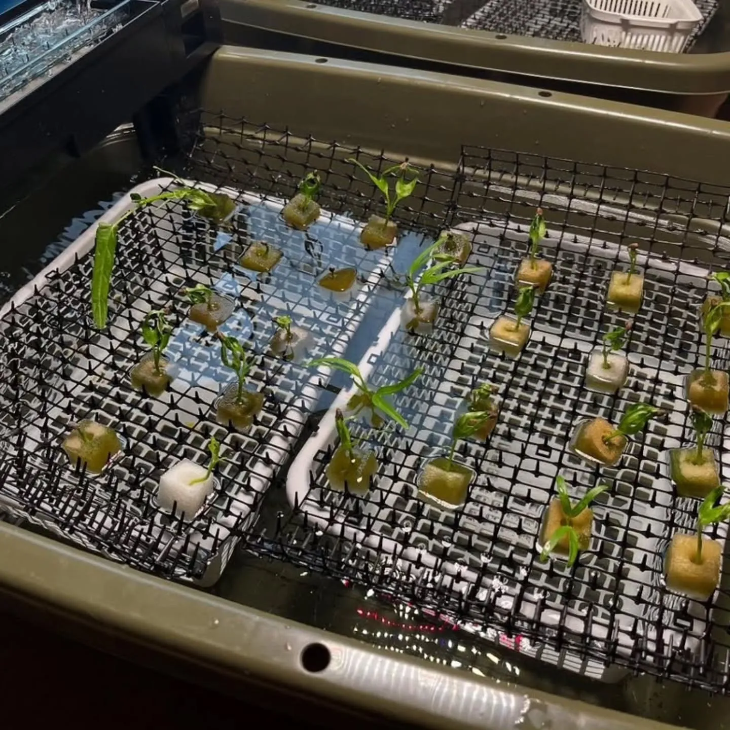 注目されてるのかも‼️