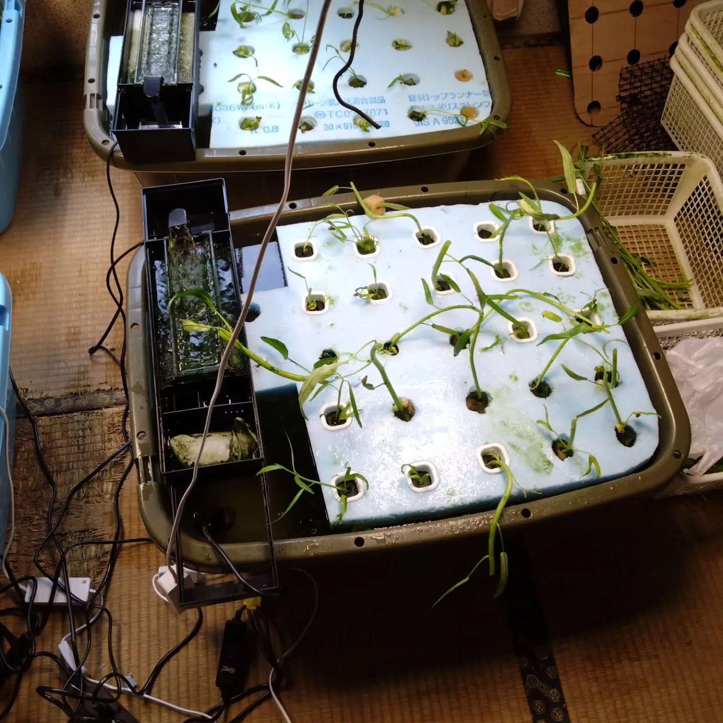 いまいFP不動産主導の、空き家を活用した水耕栽培