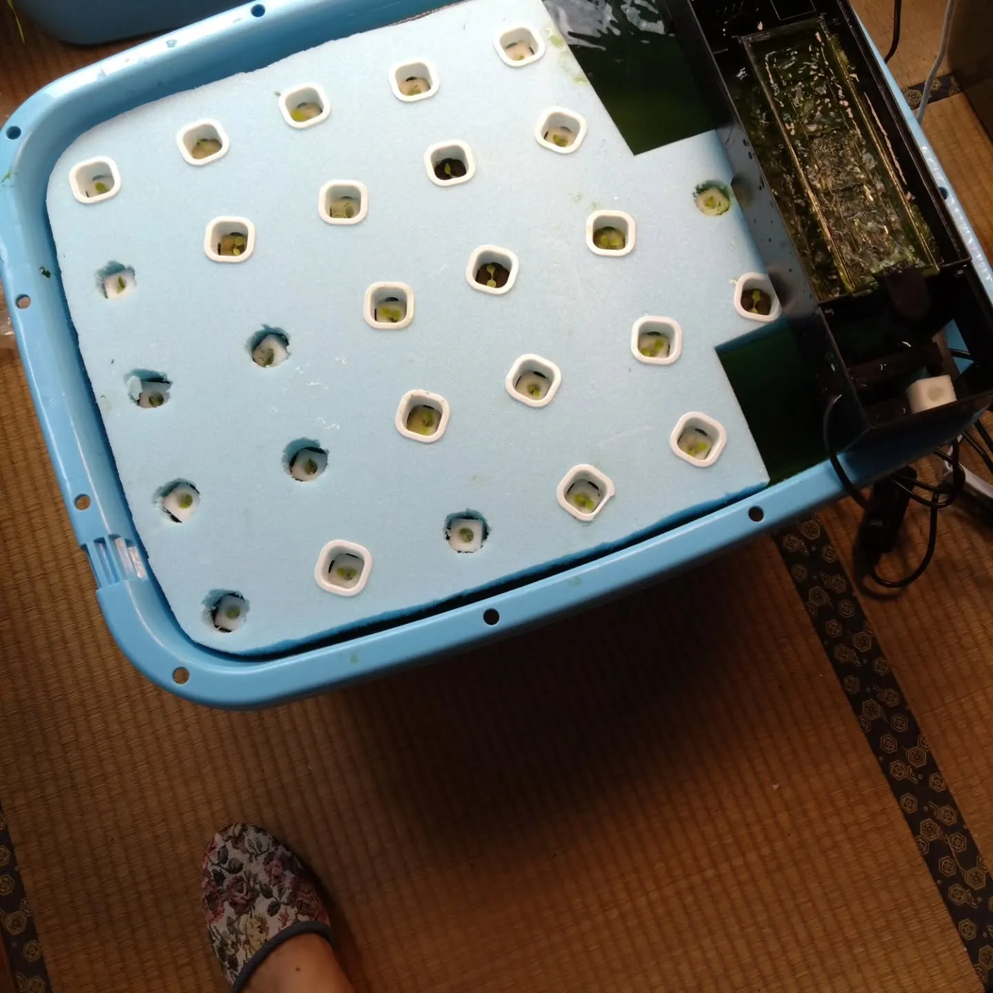 いまいFP不動産主導の、空き家を活用した水耕栽培