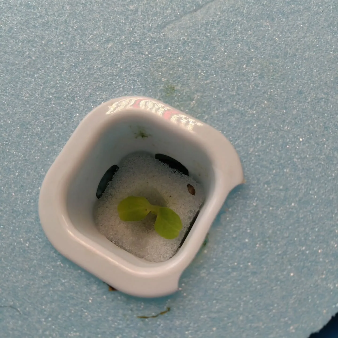 いまいFP不動産主導の、空き家を活用した水耕栽培