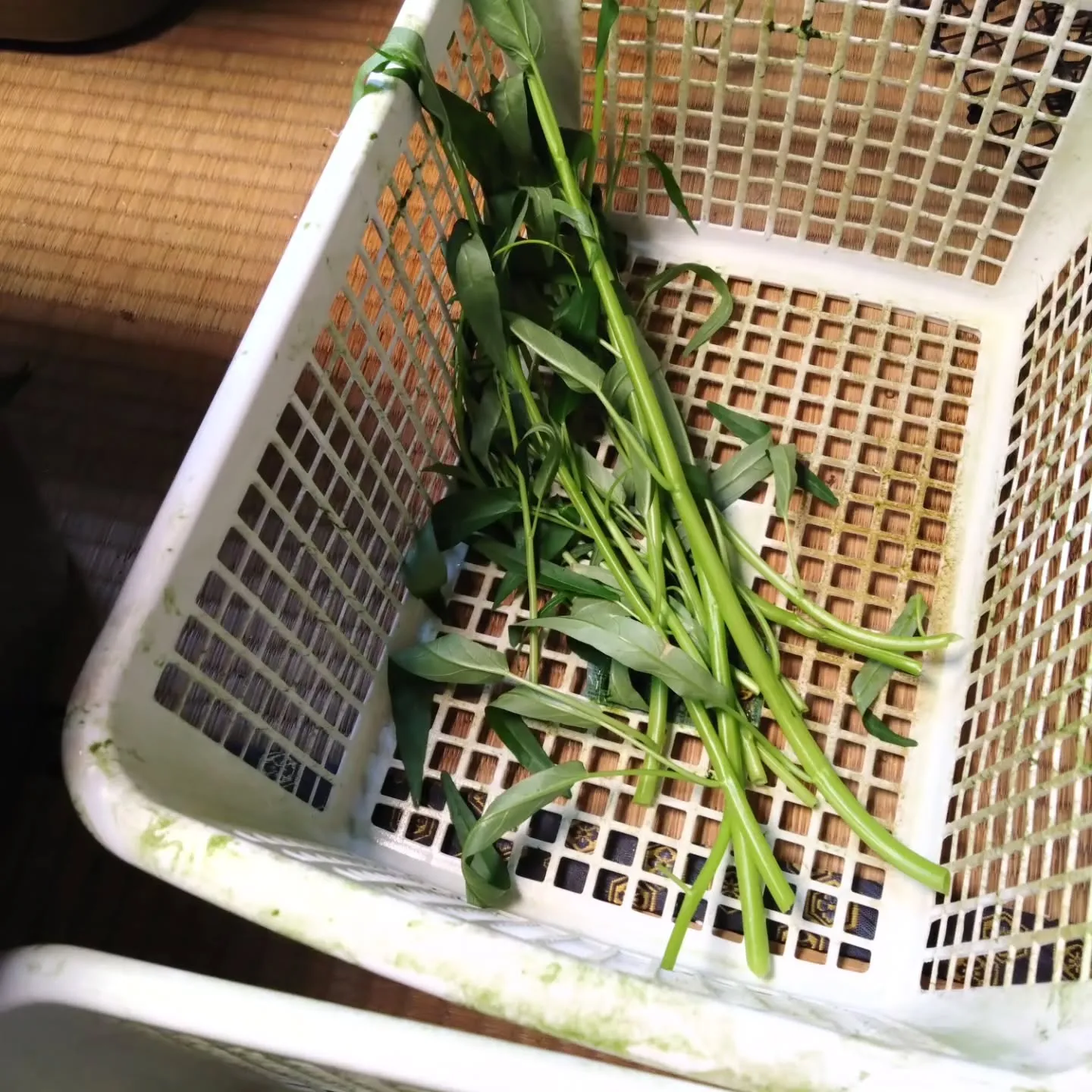 いまいFP不動産主導の、空き家を活用した水耕栽培