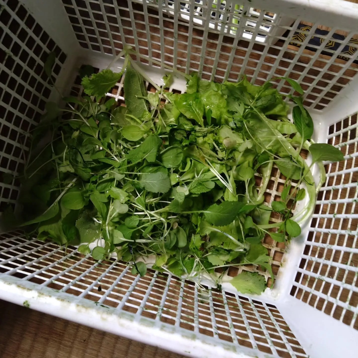 いまいFP不動産主導の、空き家を活用した水耕栽培