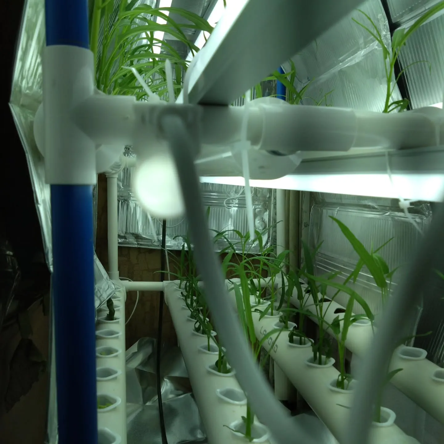 高級たまごの販路を拡げるのが終わったので小休止