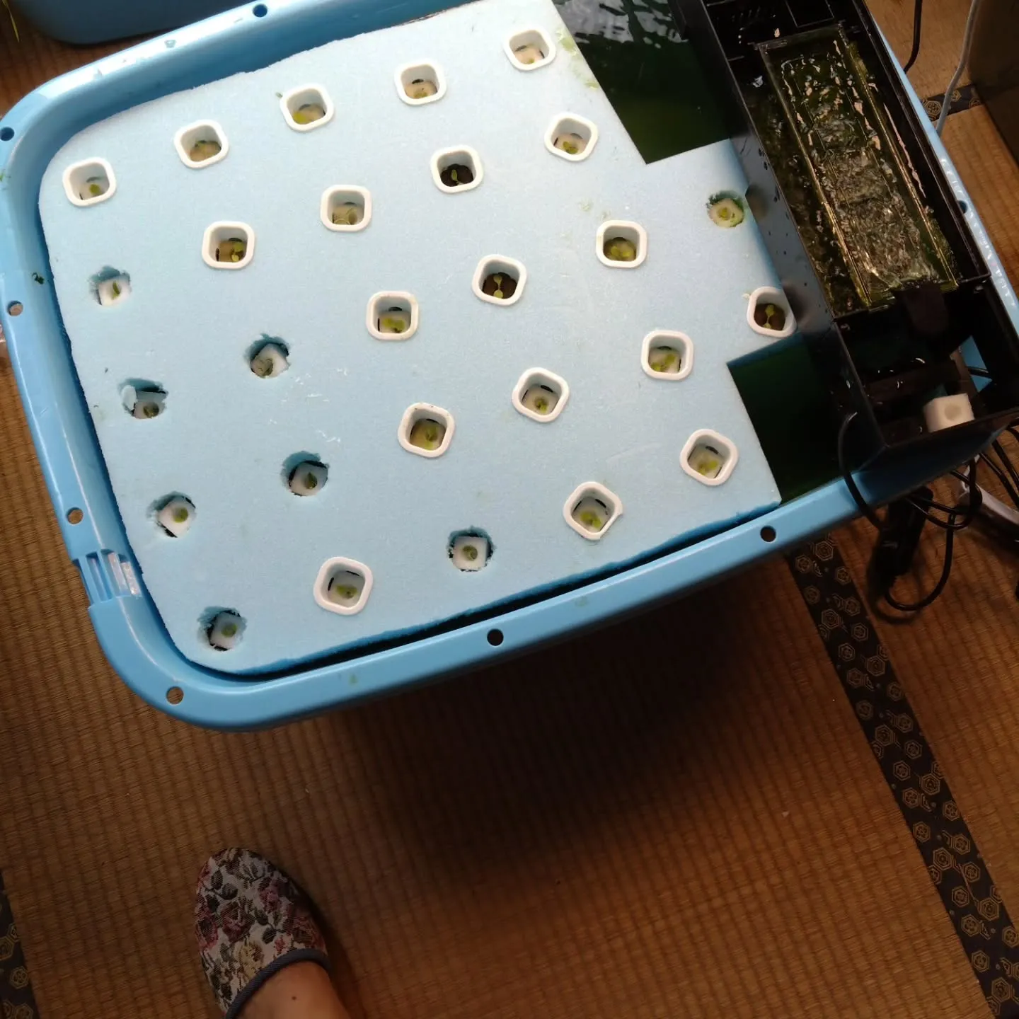 高級たまごの販路を拡げるのが終わったので小休止