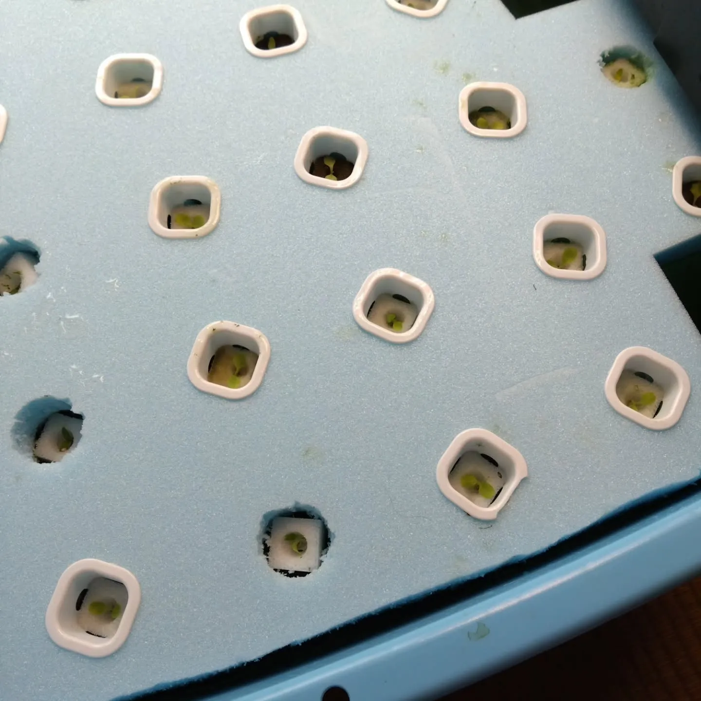 高級たまごの販路を拡げるのが終わったので小休止