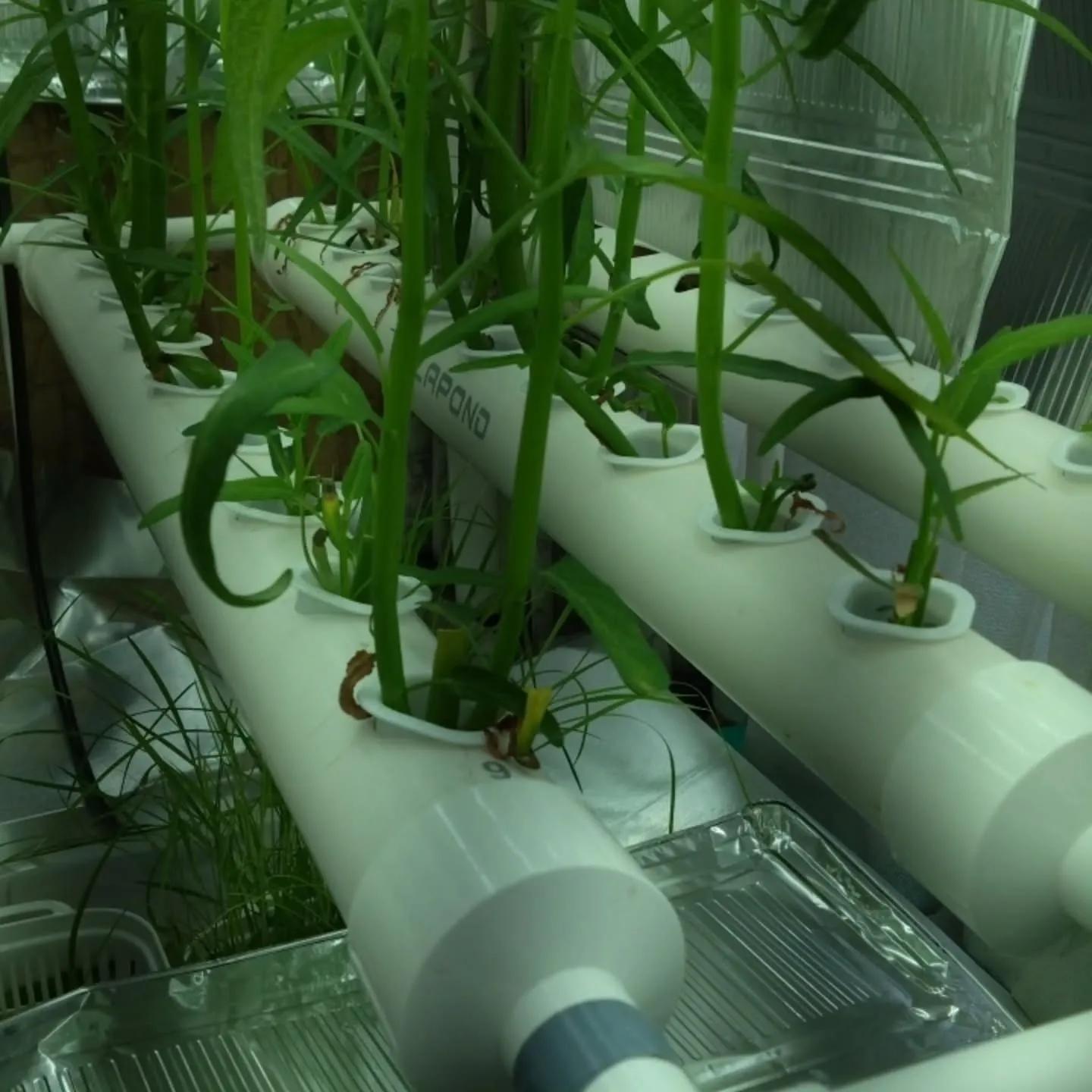 高級たまごの販路を拡げるのが終わったので小休止