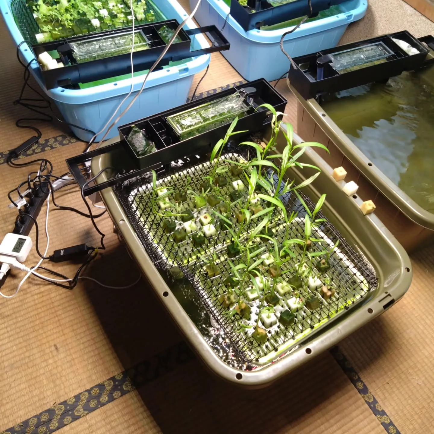 高級たまごの販路を拡げるのが終わったので小休止