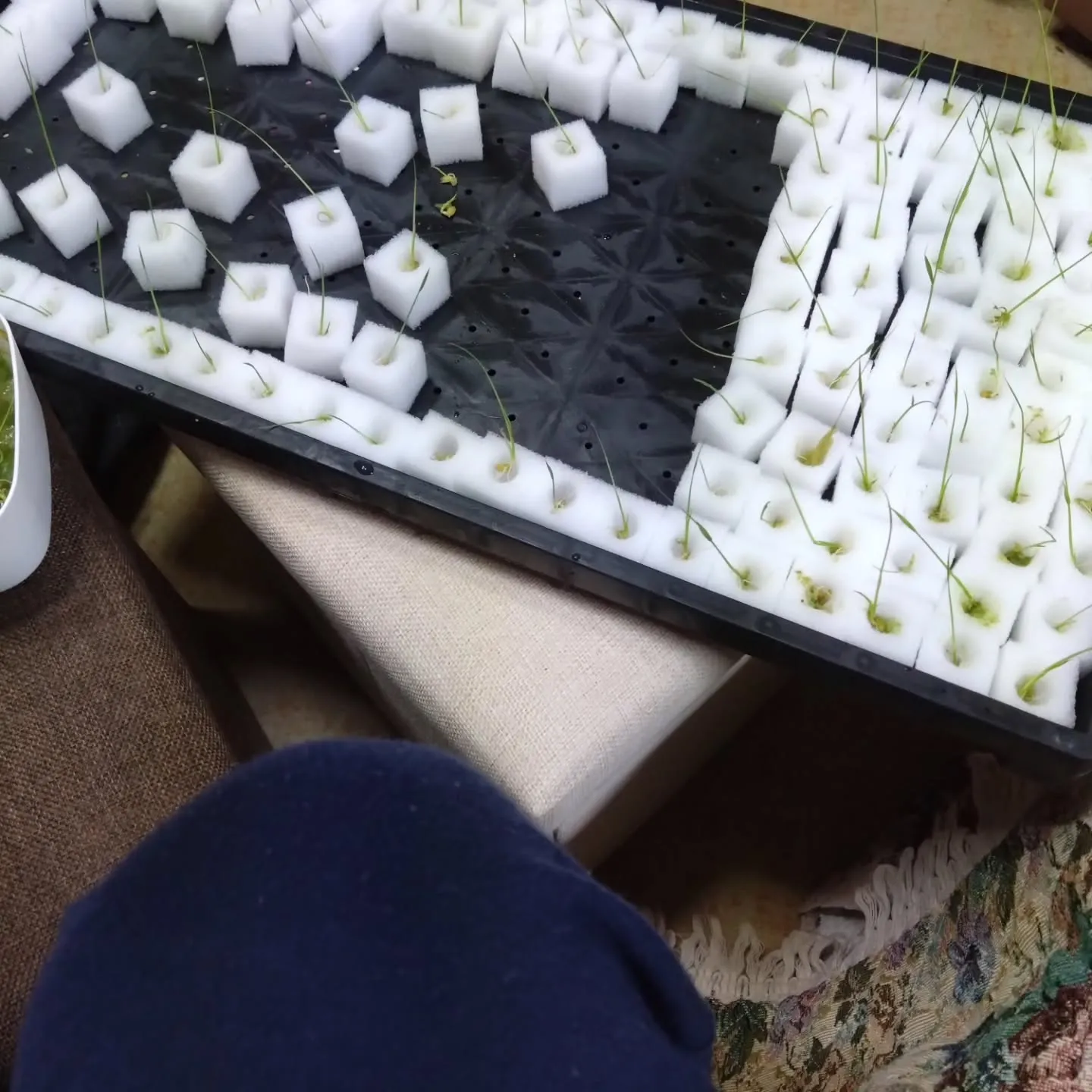 高級たまごの販路を拡げるのが終わったので小休止