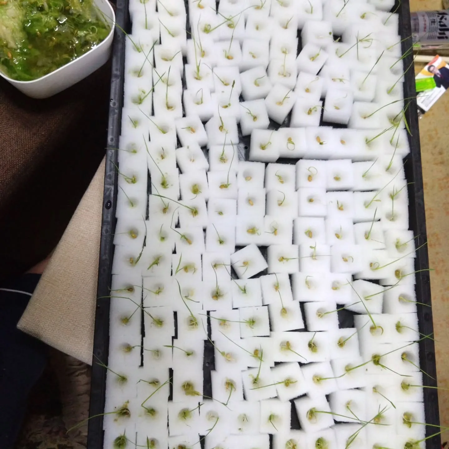 高級たまごの販路を拡げるのが終わったので小休止