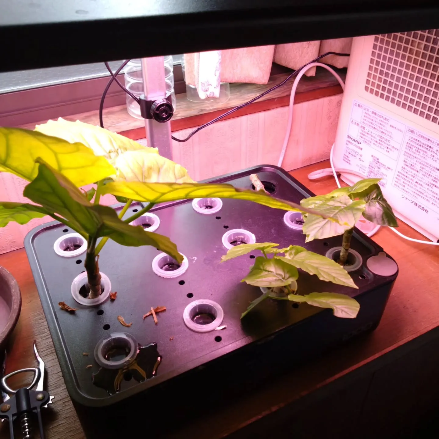 この間の障がい者雇用セミナーで知り合った人たちと、【空き家水...