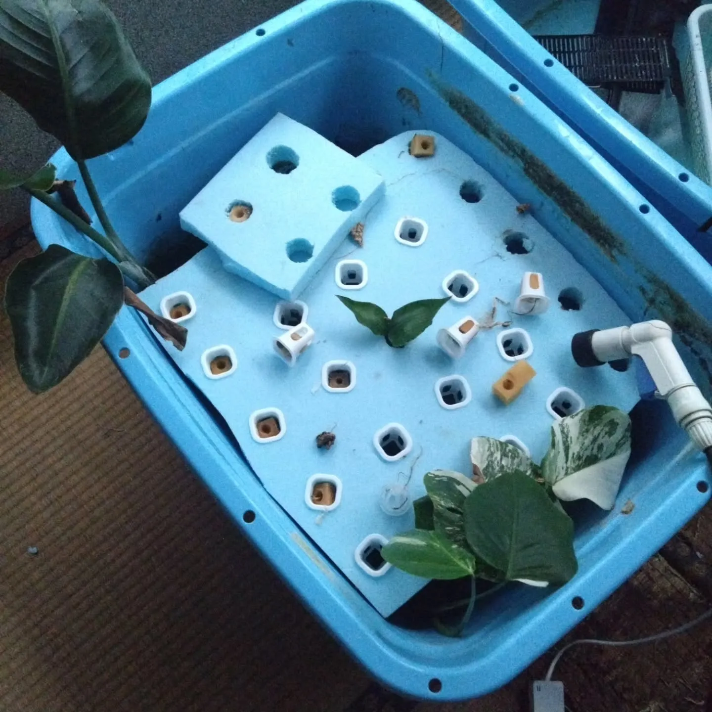 水耕栽培の観葉植物