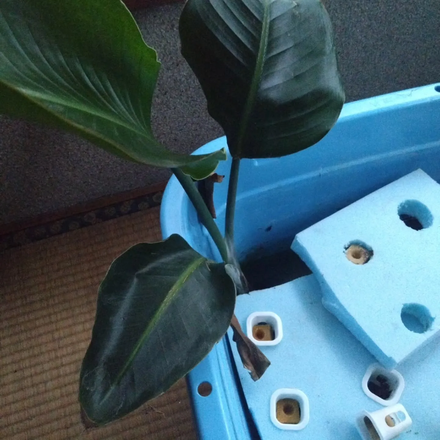 水耕栽培の観葉植物
