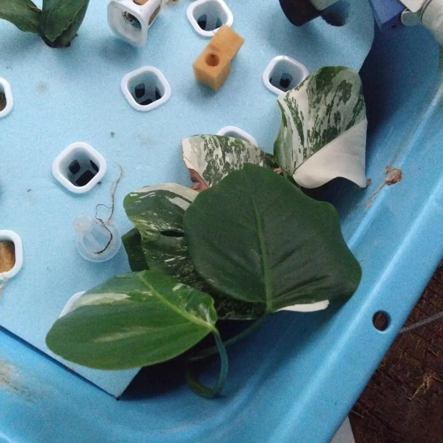 水耕栽培の観葉植物